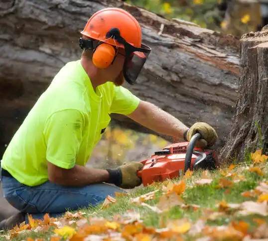 tree services Seville